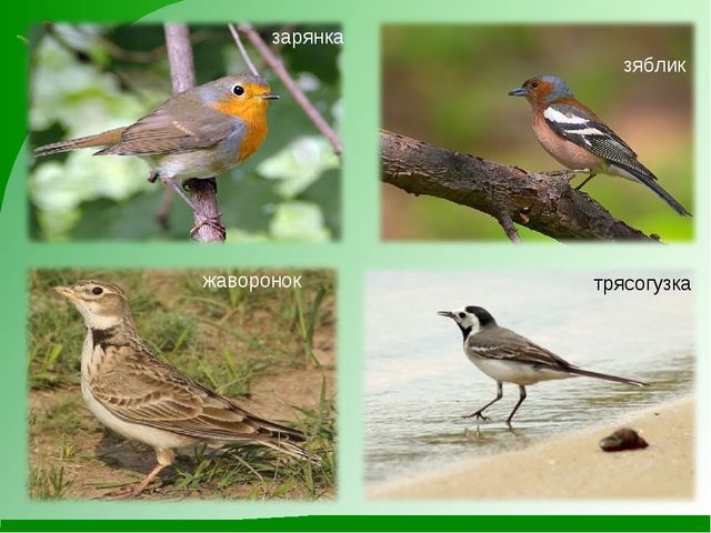 Птицы татарстана фото с названиями летом мелкие