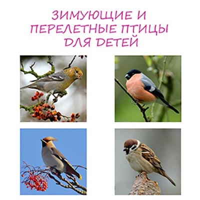 Алтайские Птицы Фото И Названия
