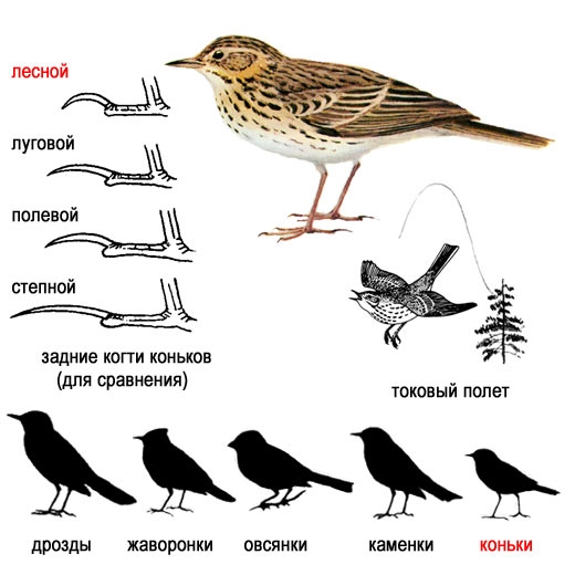 Реферат: Птицы средней полосы России