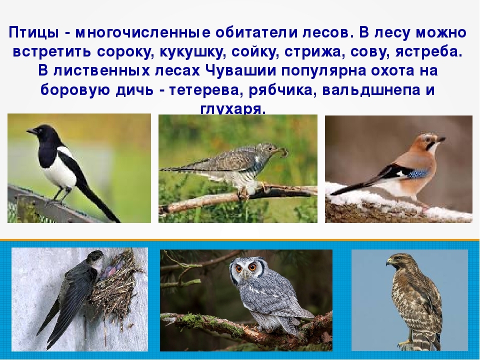 Птицы Чувашии Фото С Названиями И Описанием
