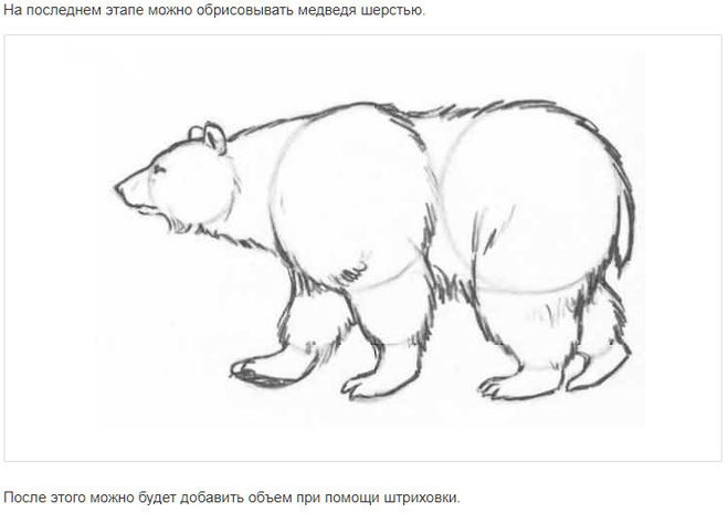 Как карандашом нарисовать белого медведя карандашом поэтапно для детей