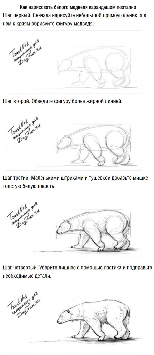 Рисовать как рисовать белого медведя