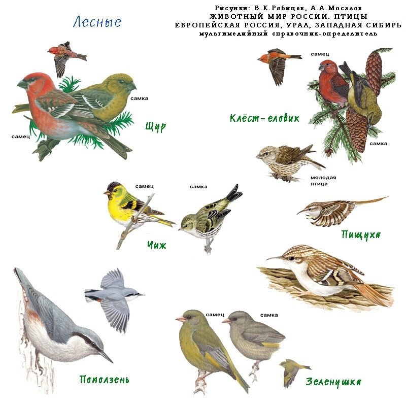 Все птицы с картинками