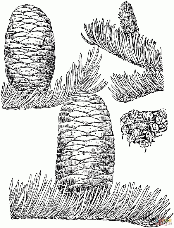 Рисунок ель с шишками