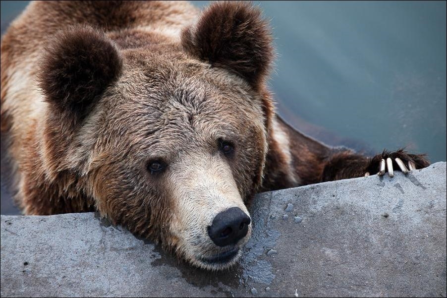 Привет медведь читать. Привет медведь. Смешной медведь. Доброе утро агенты Кремля. Медведи приколы картинки.