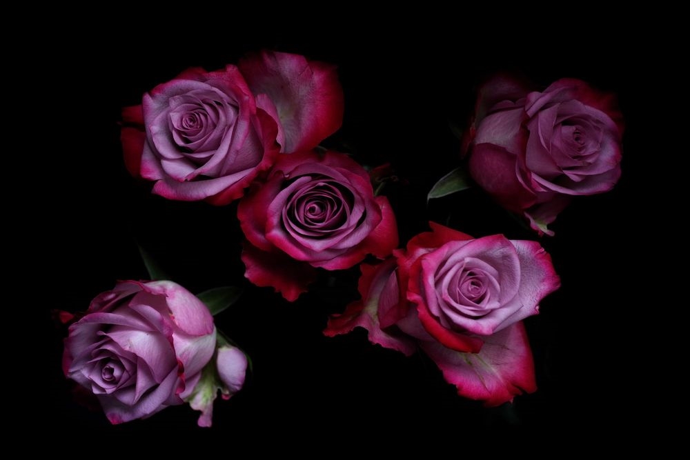 Фото роз на черном фоне