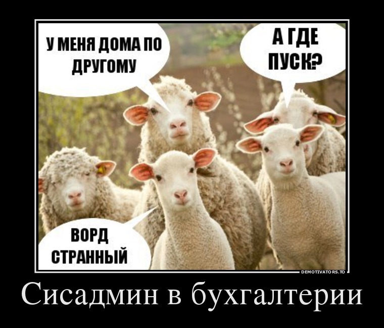 Смешное Фото Овцы