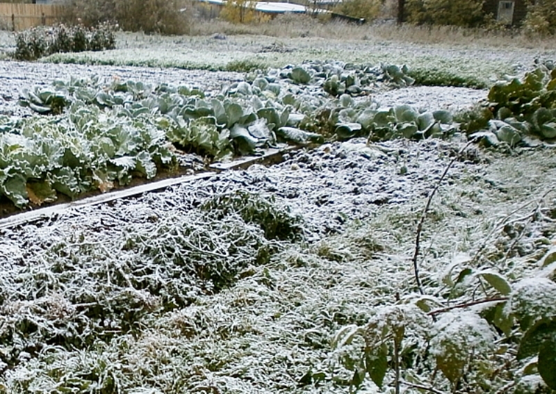 В области выпал снег. Снег выпал в сентябре. Снег в сентябре иллюстрация. В Кировской области выпал снег. З растения в бесснежный период.