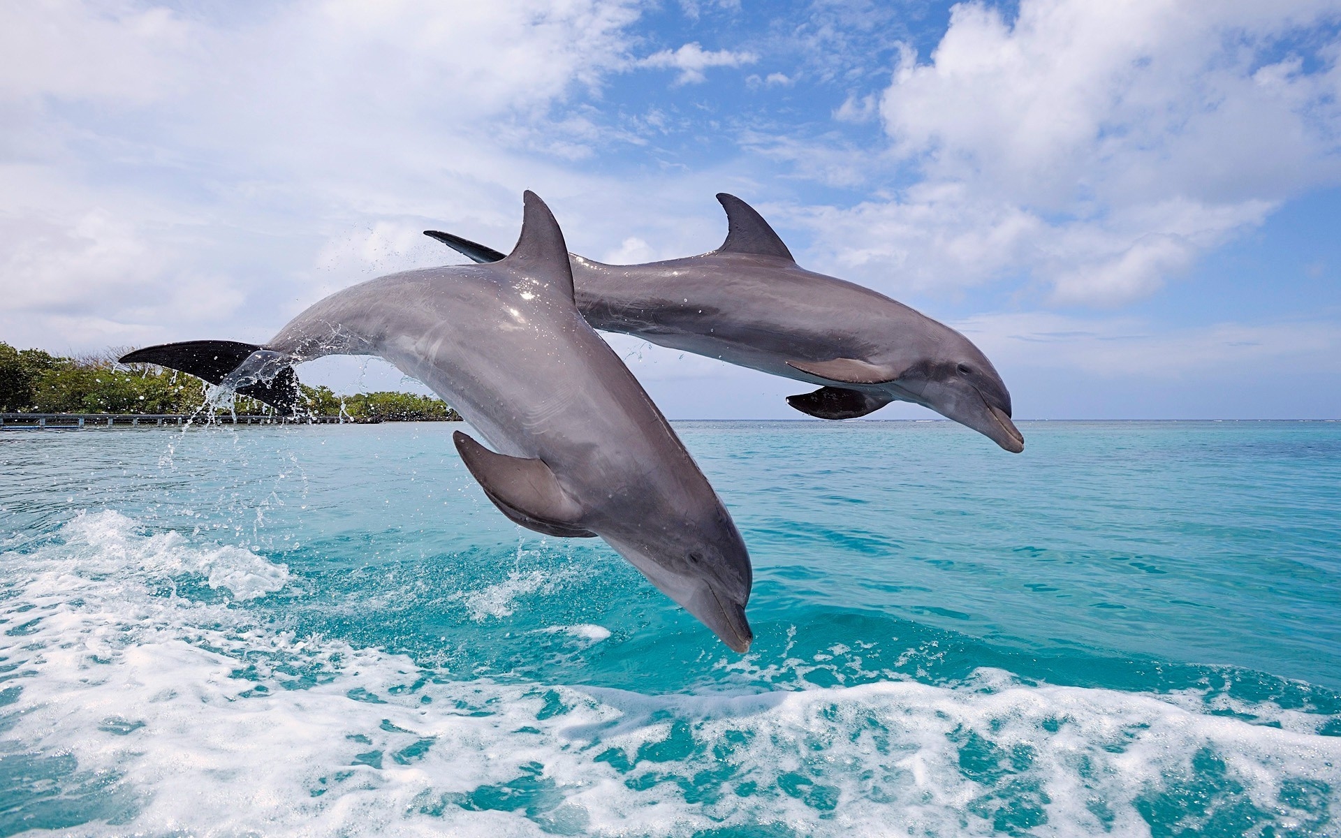 Живая природа дельфины. Белобрюхий Дельфин. Дельфин афалин Окинава. Черноморская Афалина. Тихоокеанский белобокий Дельфин.