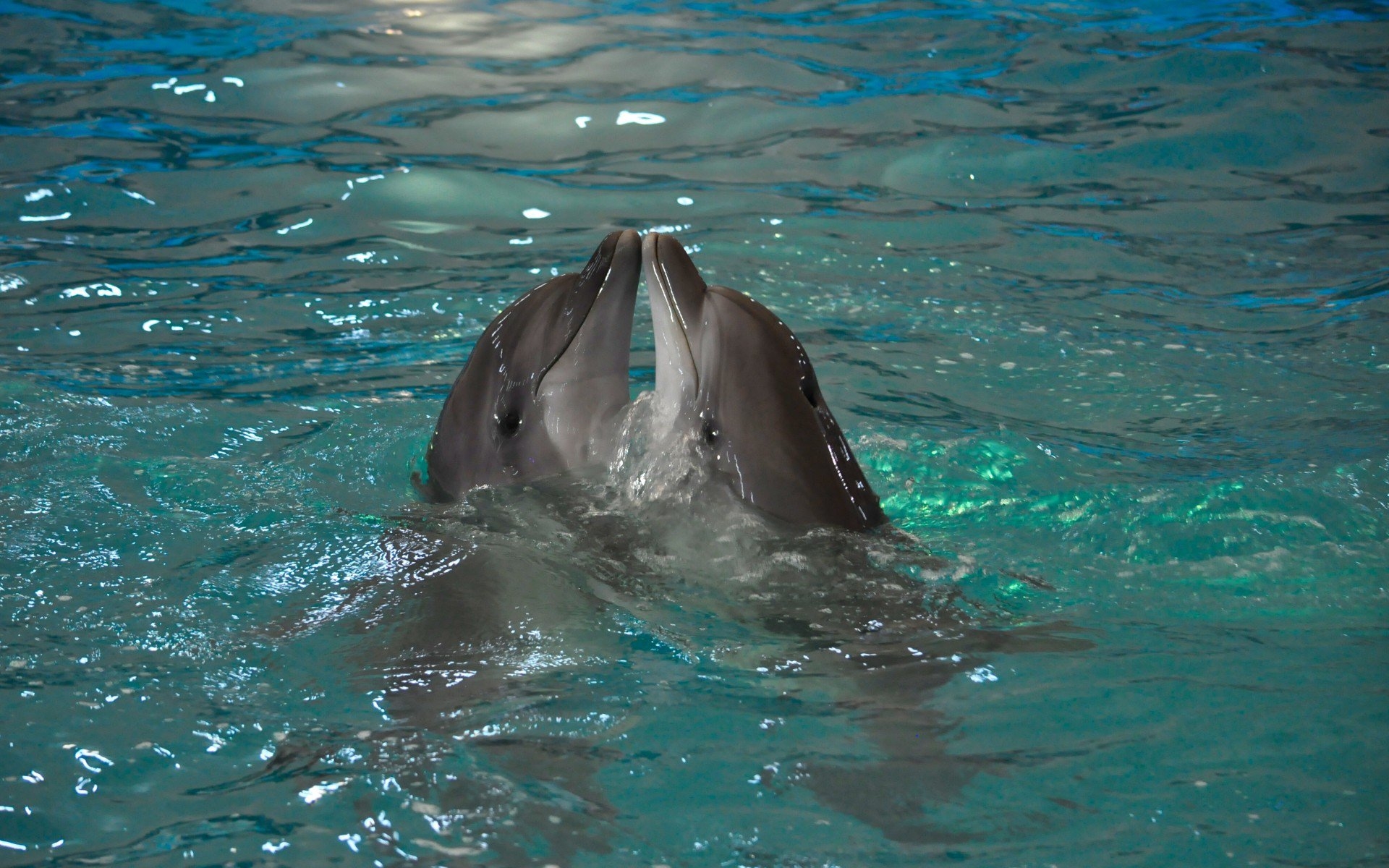 Фото дельфины для рабочего стола - подборка.
