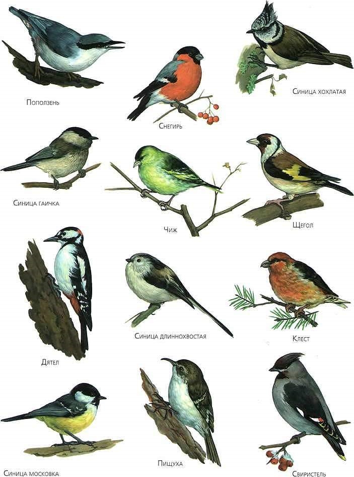 Лесные Птицы Средней Полосы Фото