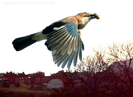 Птицы Ставропольского Края Фото С Названиями