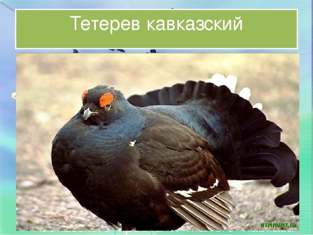 Птицы Ставропольского Края Фото С Названиями