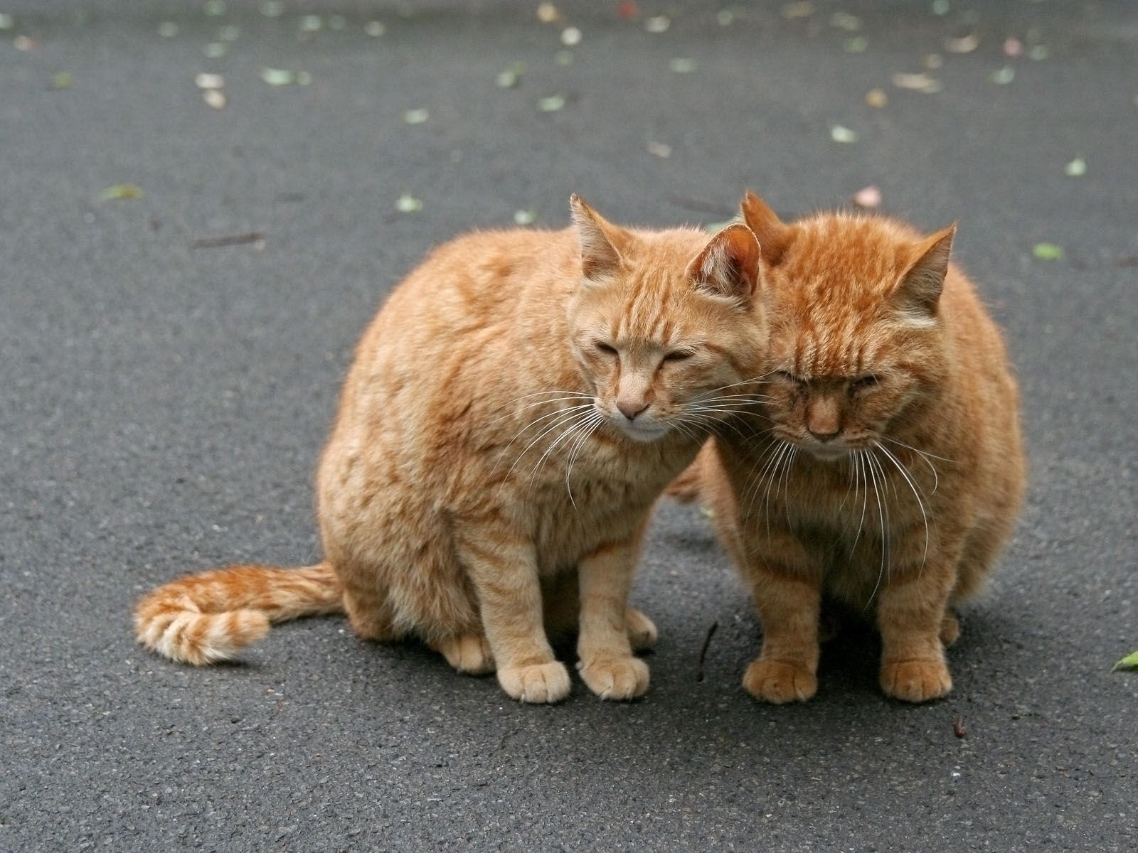 Смешные фото рыжих котов