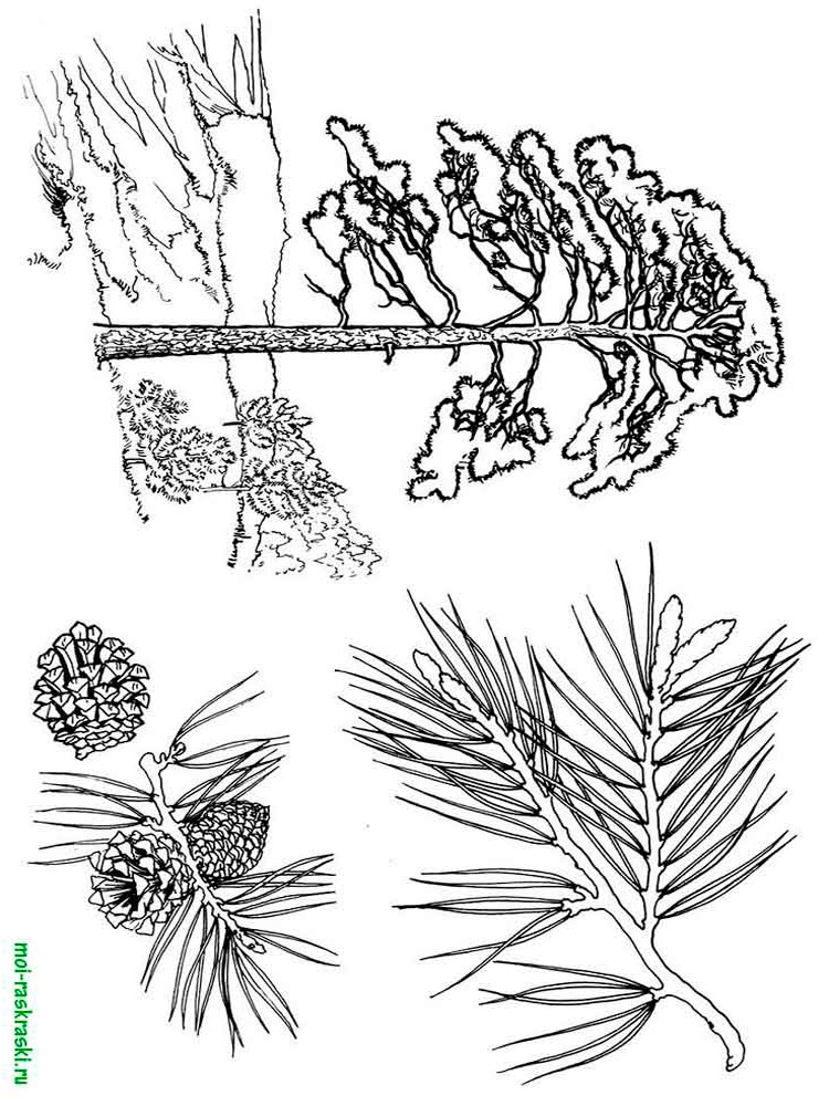 Сосны лист рисунок - 95 фото