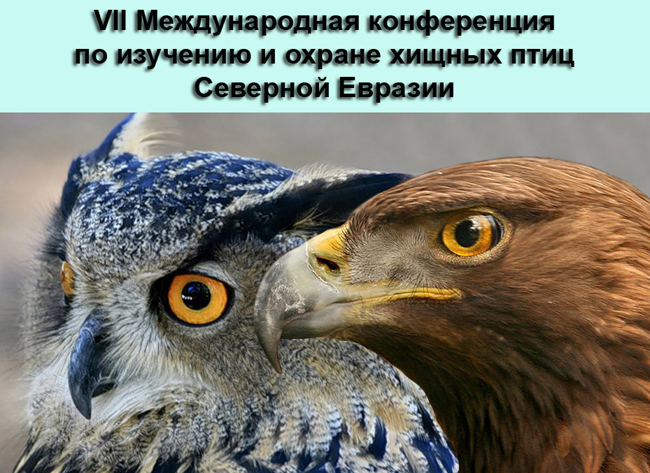 Хищные птицы омской области фото и названия