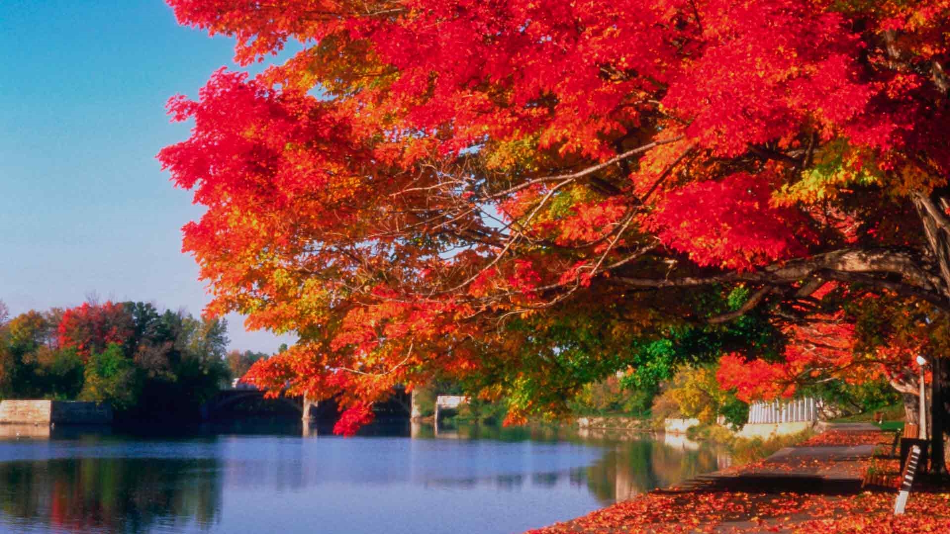 Вивальди природа. Осенний пейзаж. Тема осень. Природа краски осени. Осень на рабочий стол.