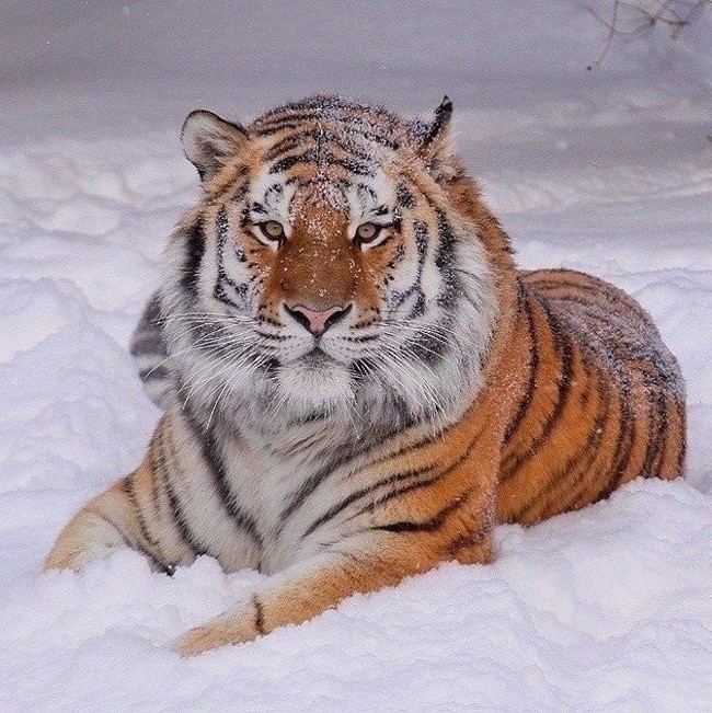 Амурский тигр картинки и фото 004