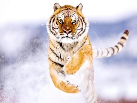 Амурский тигр картинки и фото 009