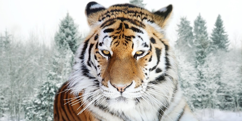 Амурский тигр картинки и фото 014
