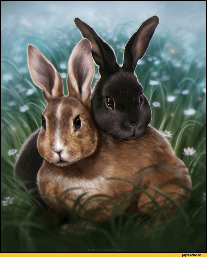 Арт кролики красивые картинки025