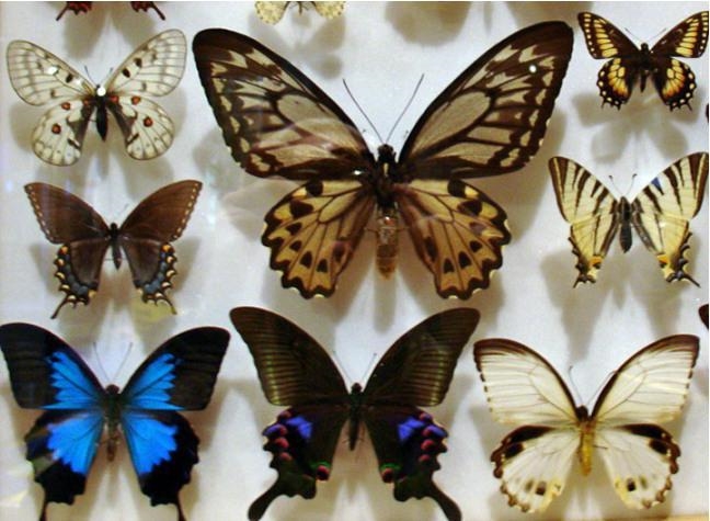 Бабочки их названия и картинки 011