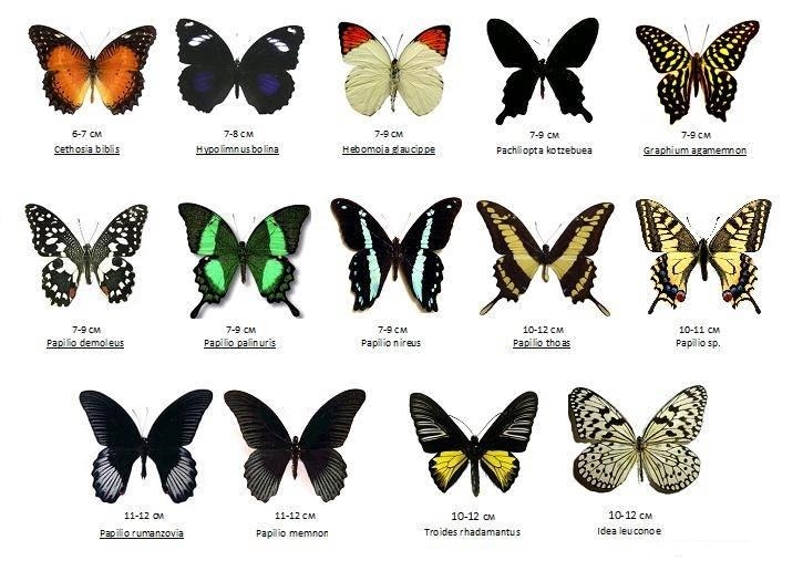 Бабочки их названия и картинки 018