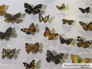 Бабочки их названия и картинки 021