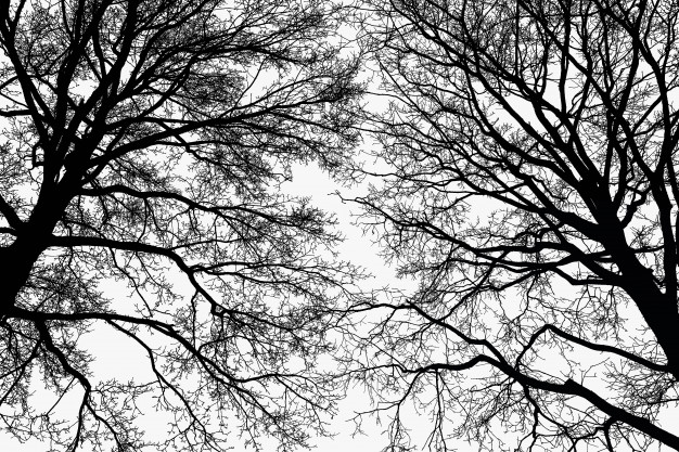 Белое дерево на черном фоне   картинки 015