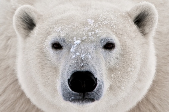 Белые медведи фото и картинки 009