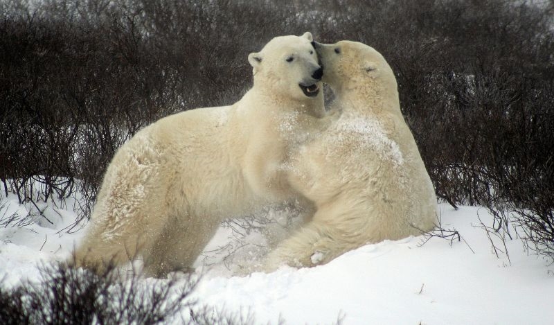Белые медведи фото и картинки 016