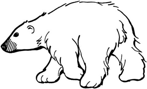 Белый медведь рисунок для детей 015
