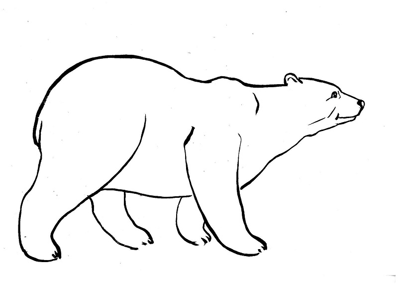 Белый медведь рисунок для детей 018