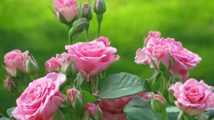 Бесплатно скачать фото красивых роз   подборка 015