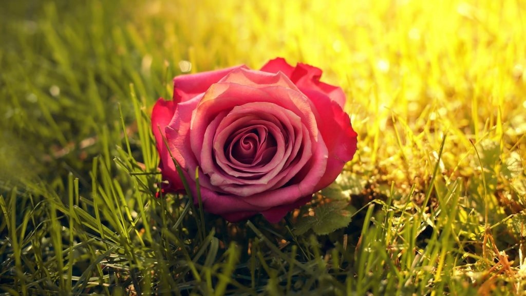 Бесплатно скачать фото красивых роз   подборка 019