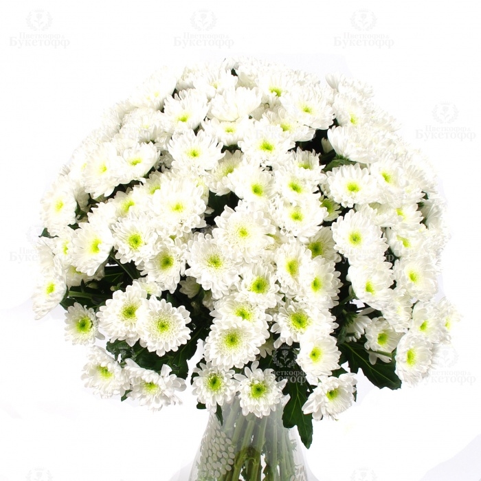 Букет белых хризантем фото (17)