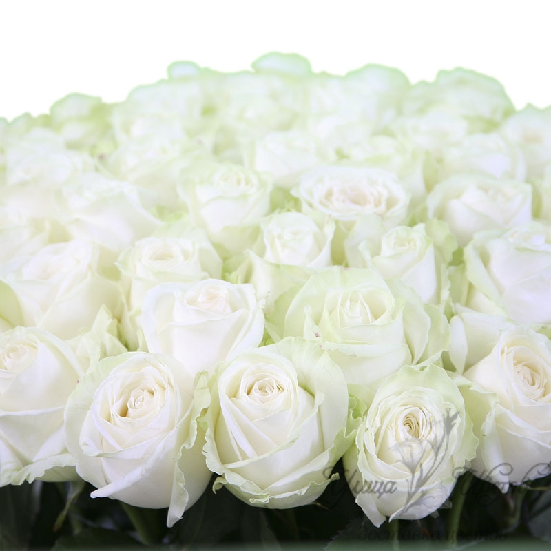 Букет розовых и белых роз   красивые фото 019