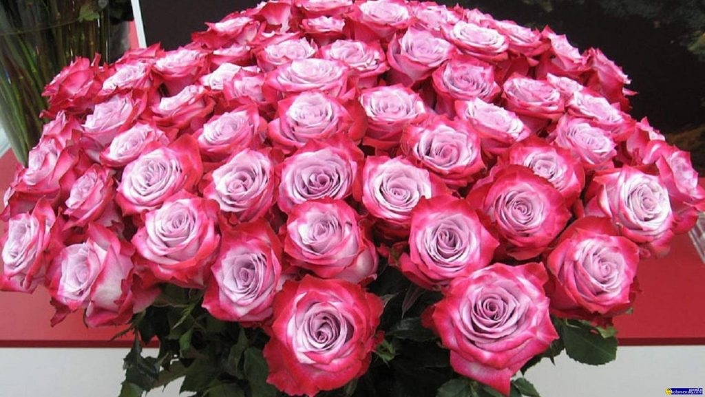 Букет розовых и белых роз   красивые фото 028