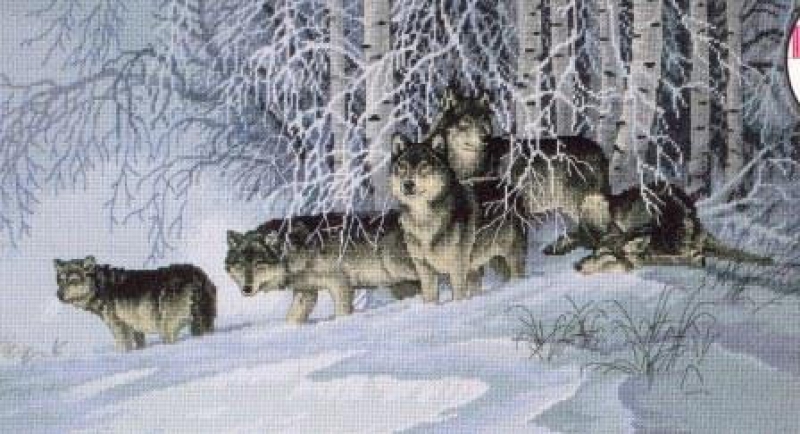 Волки в зимнем лесу картинки и фото 018