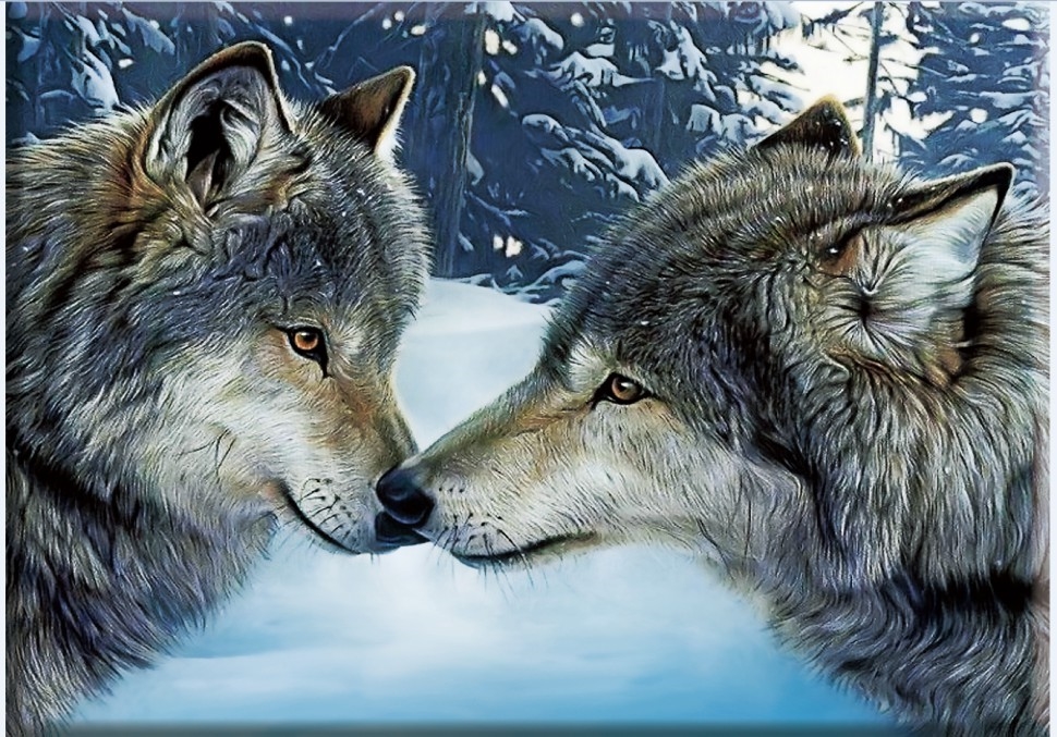 Волки в зимнем лесу картинки и фото 020