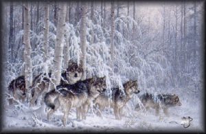 Волки в зимнем лесу картинки и фото 023