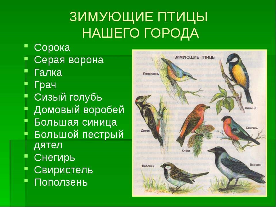 Ворона перелетная птица или зимующая   картинки 022