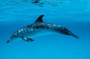 Дельфины в море картины   подборка026