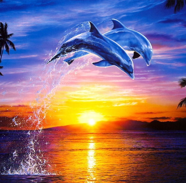 Дельфины на закате картинки и фото 019
