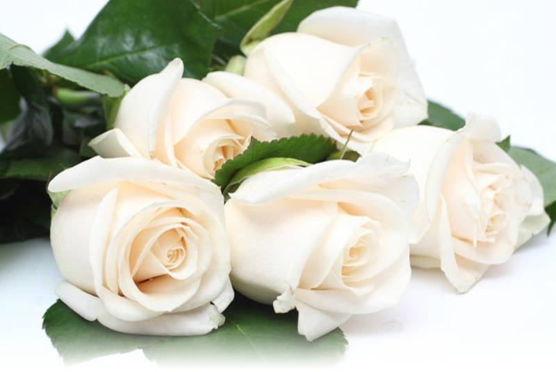 Для любимой белые розы   подборка фото022