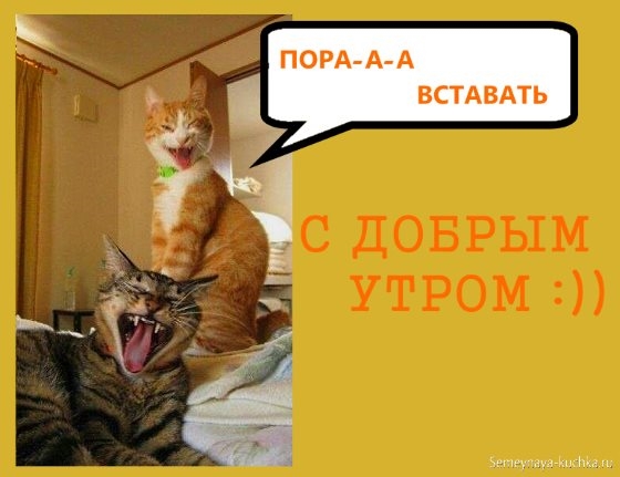 Доброе утро коты смешные   картинки 007