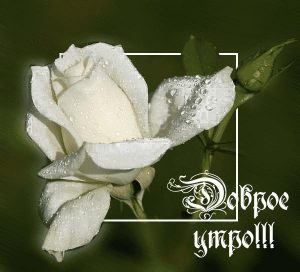 Доброе утро любимая белые розы   картинки 018
