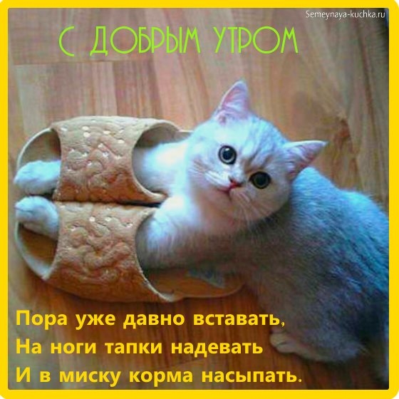 Доброе утро открытки с котами   подборка 004