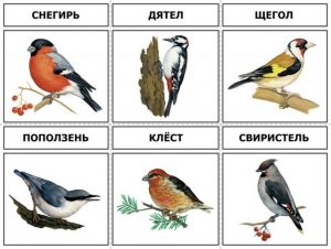 Какие птицы зимуют на Урале   картинки 029
