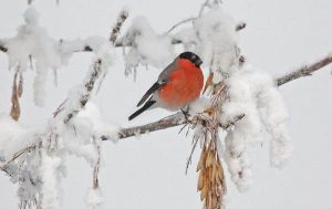 Какие у нас зимуют птицы   красивые фото 027